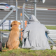 Image for article titled This Japanese Race Is Where Your Gran Turismo Dreams Come True
